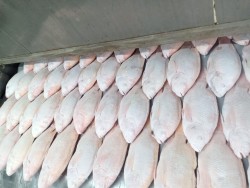 Cá Diêu Hồng xuất khẩu thumb