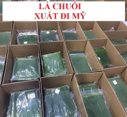 Lá Chuối xuất khẩu đi Mỹ thumb