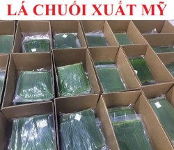 Lá Chuối xuất khẩu đi Mỹ thumb