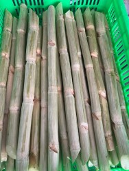 Mía xuất khẩu Mỹ thumb