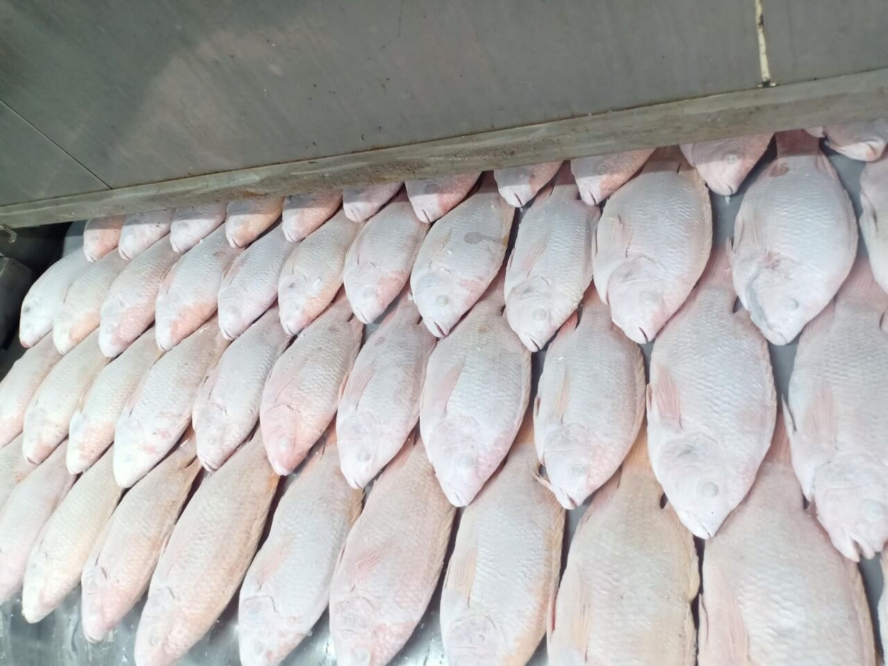 Cá Diêu Hồng xuất khẩu
