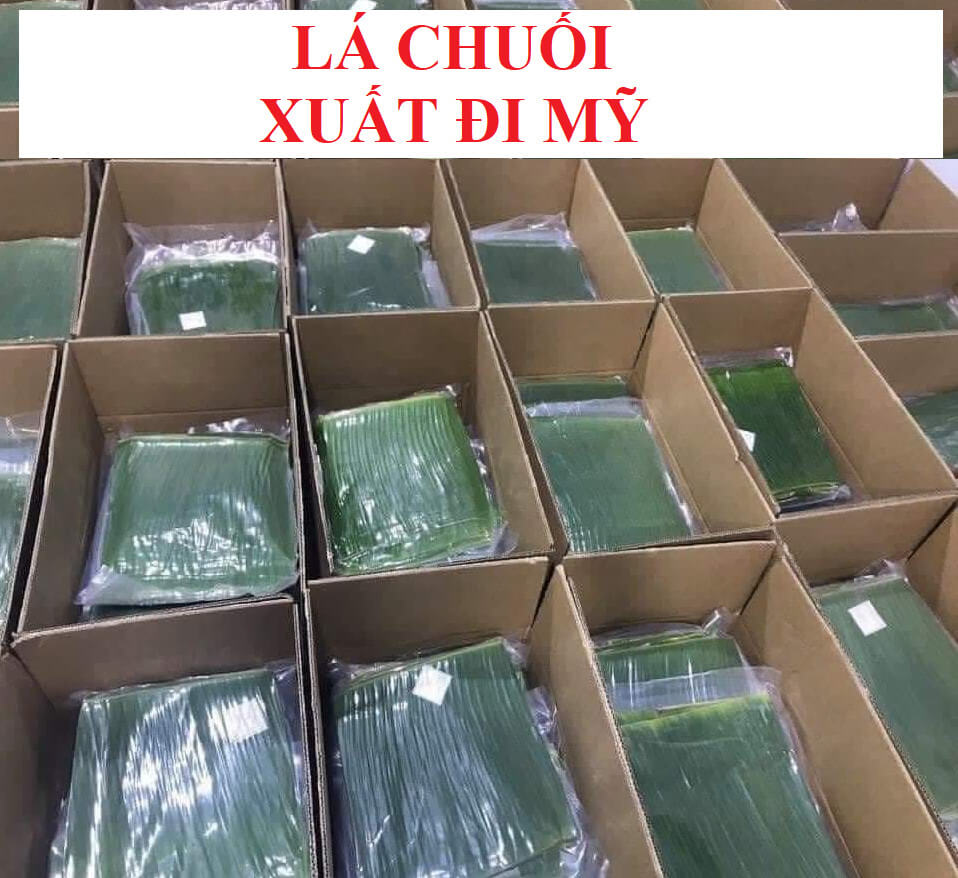 Lá Chuối xuất khẩu đi Mỹ