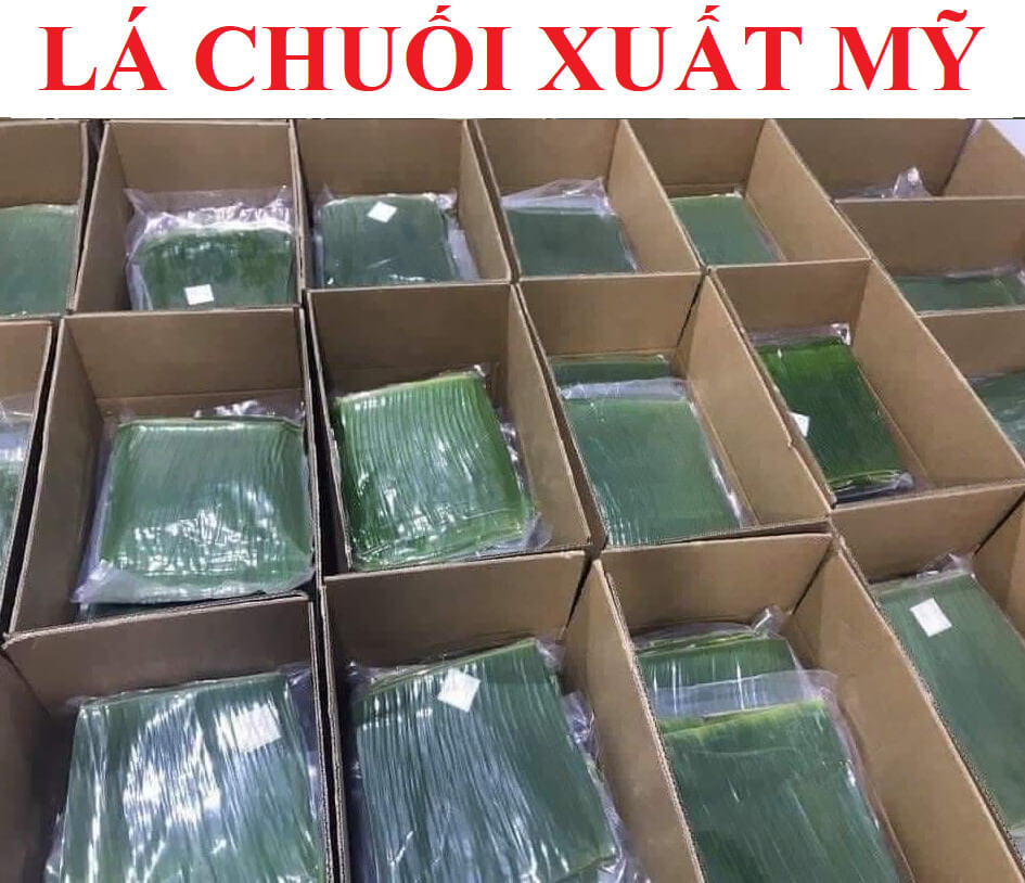 Lá Chuối xuất khẩu đi Mỹ