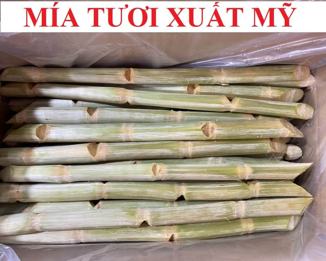 Mía xuất khẩu Mỹ