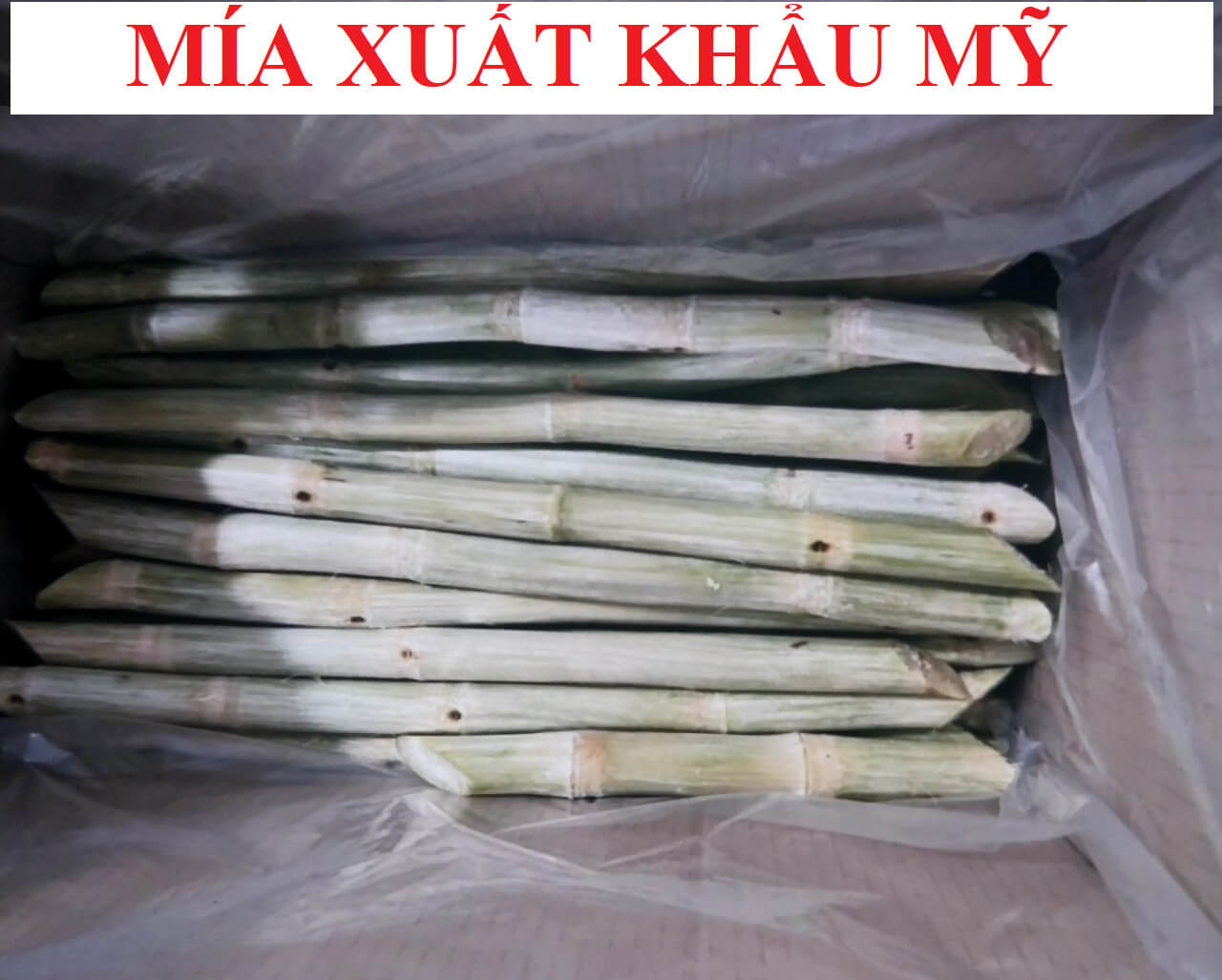 Mía xuất khẩu Mỹ