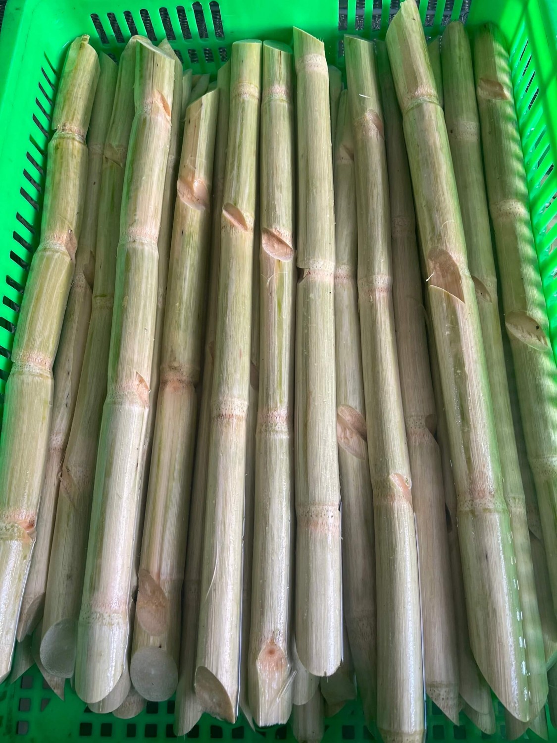 Mía xuất khẩu Mỹ