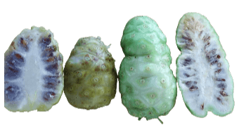 Trái Nhàu Tươi