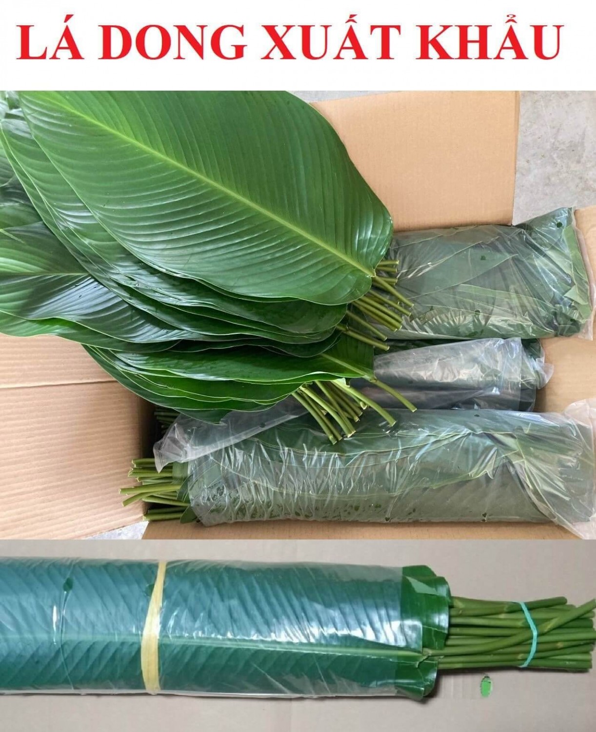 Lá Dong Xuất Khẩu