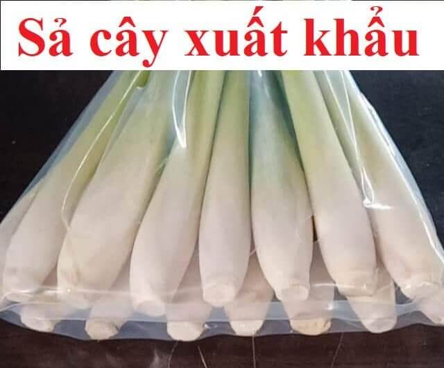 Sả Cây Xuất Khẩu